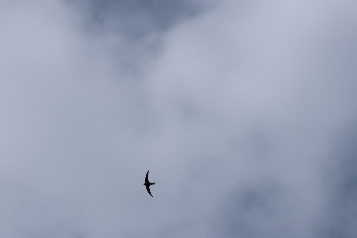 Common Swift - ML628096331