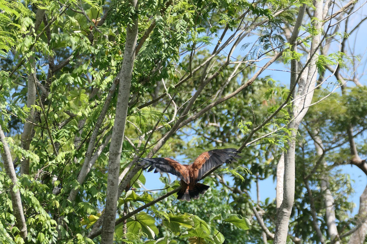 Black-collared Hawk - ML628096332