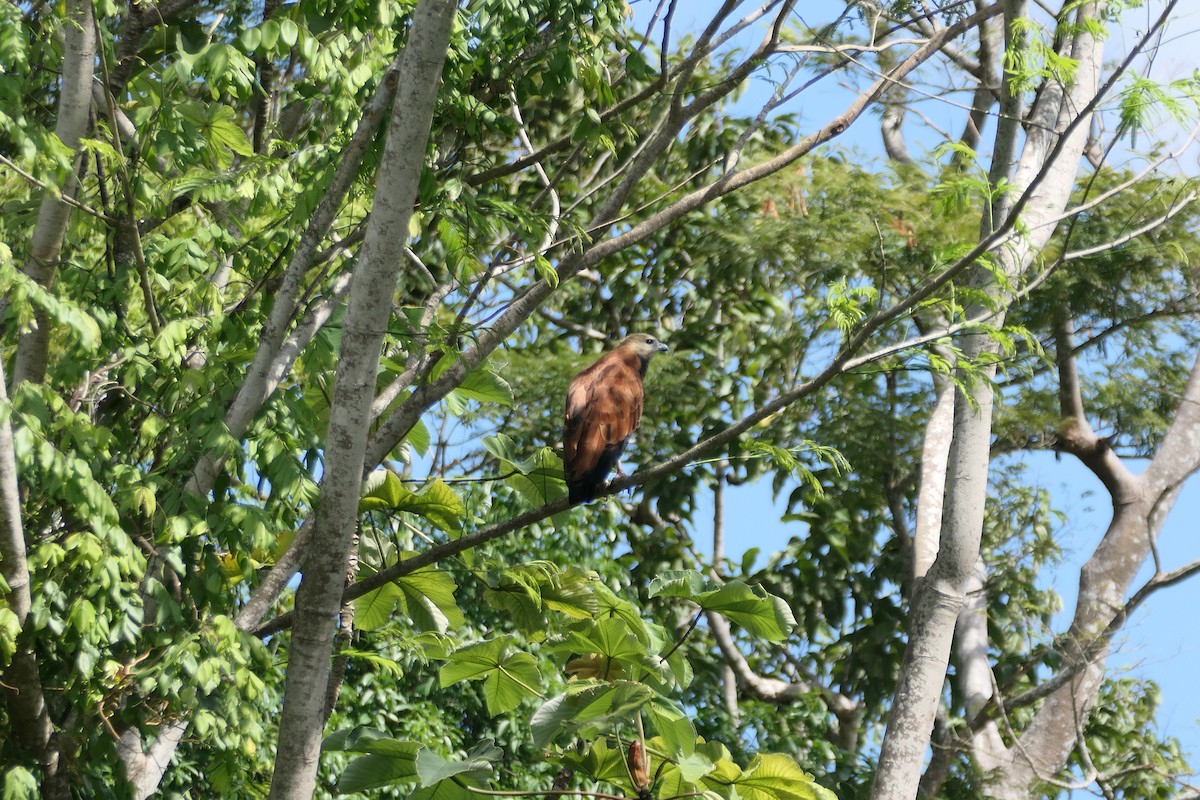 Black-collared Hawk - ML628096333