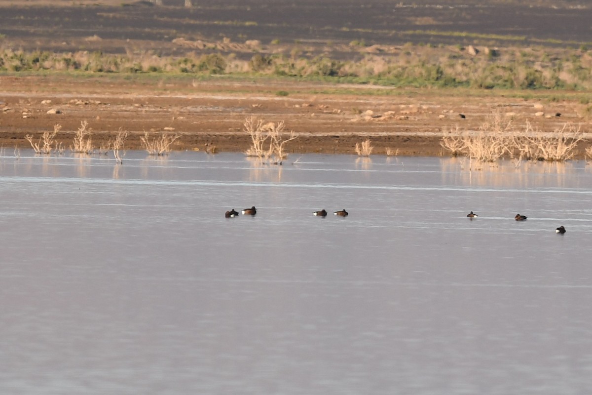 Ferruginous Duck - ML628096377