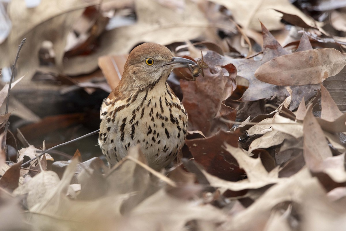 Brown Thrasher - ML628096399