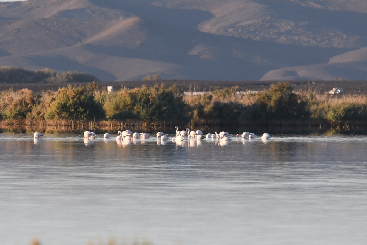 Greater Flamingo - ML628096418