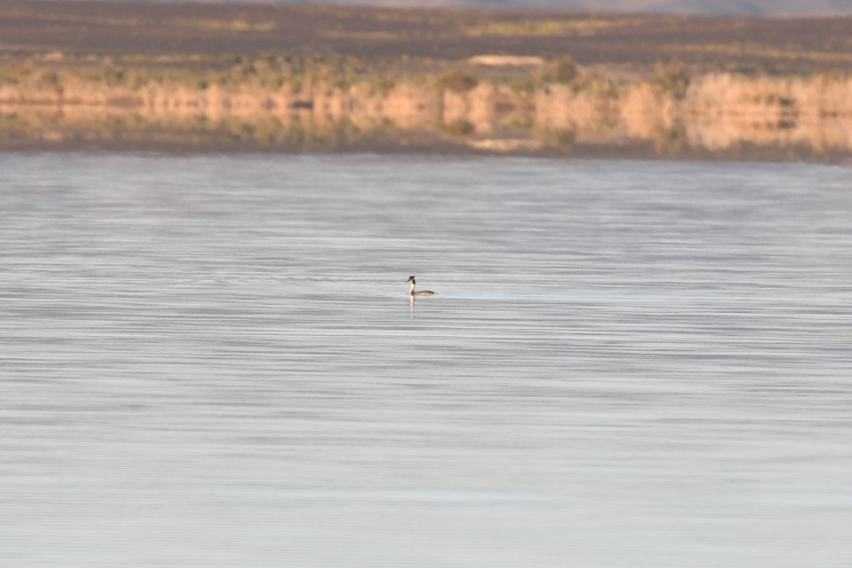 Great Crested Grebe - ML628096422