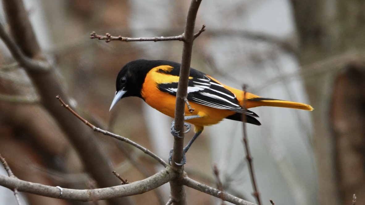 Baltimore Oriole - ML628096473