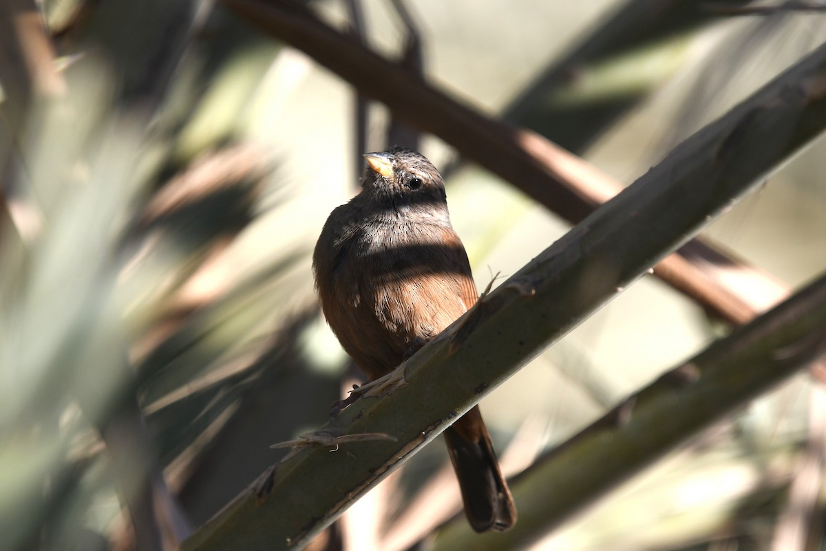 House Bunting - ML628096481