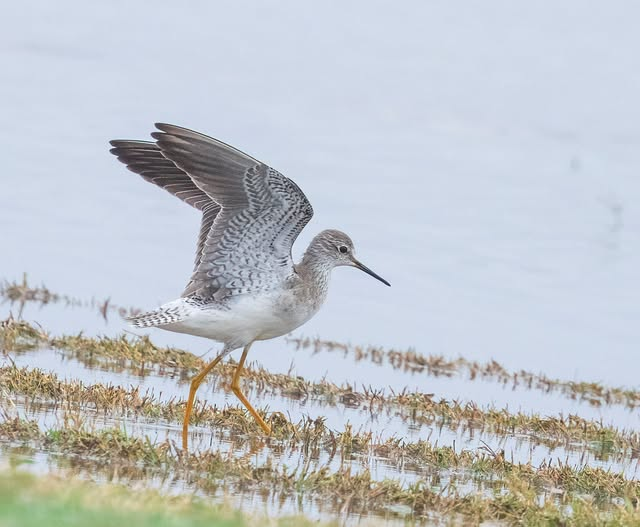 gulbeinsnipe/plystresnipe - ML628096489