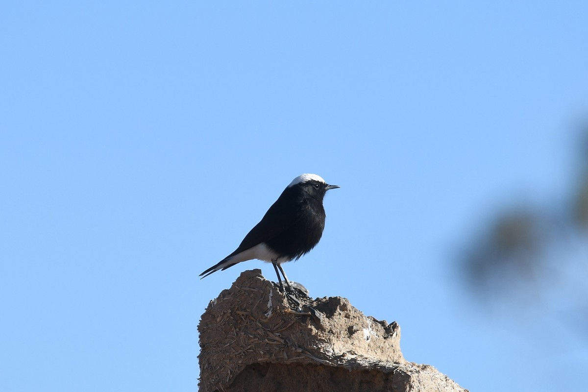 White-crowned Wheatear - ML628096511