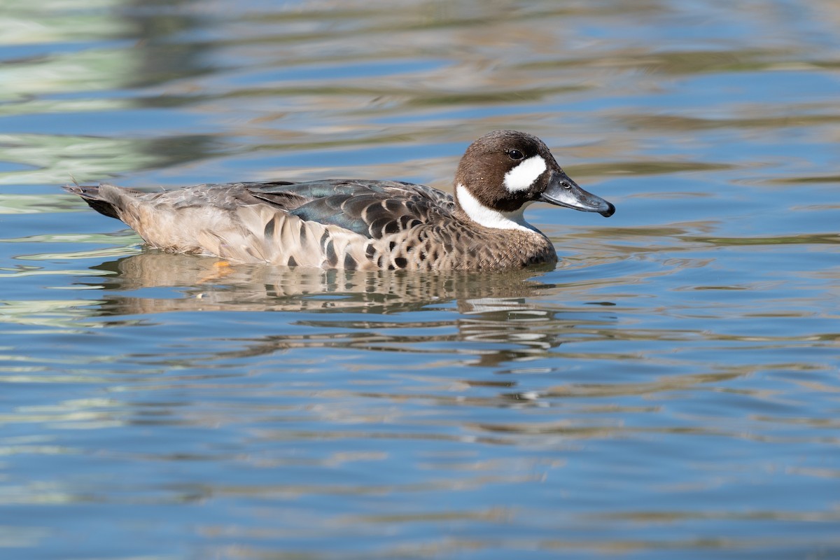 Spectacled Duck - ML628096522