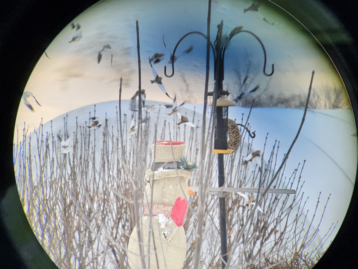 Snow Bunting - ML628096539