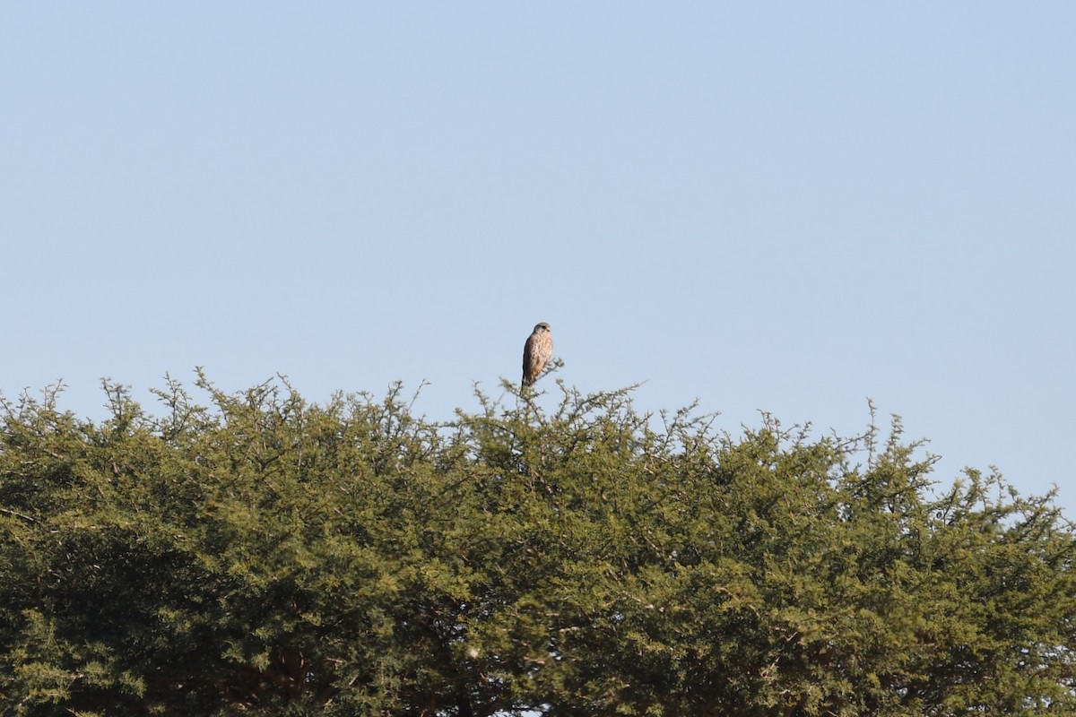 Eurasian Kestrel - ML628096588