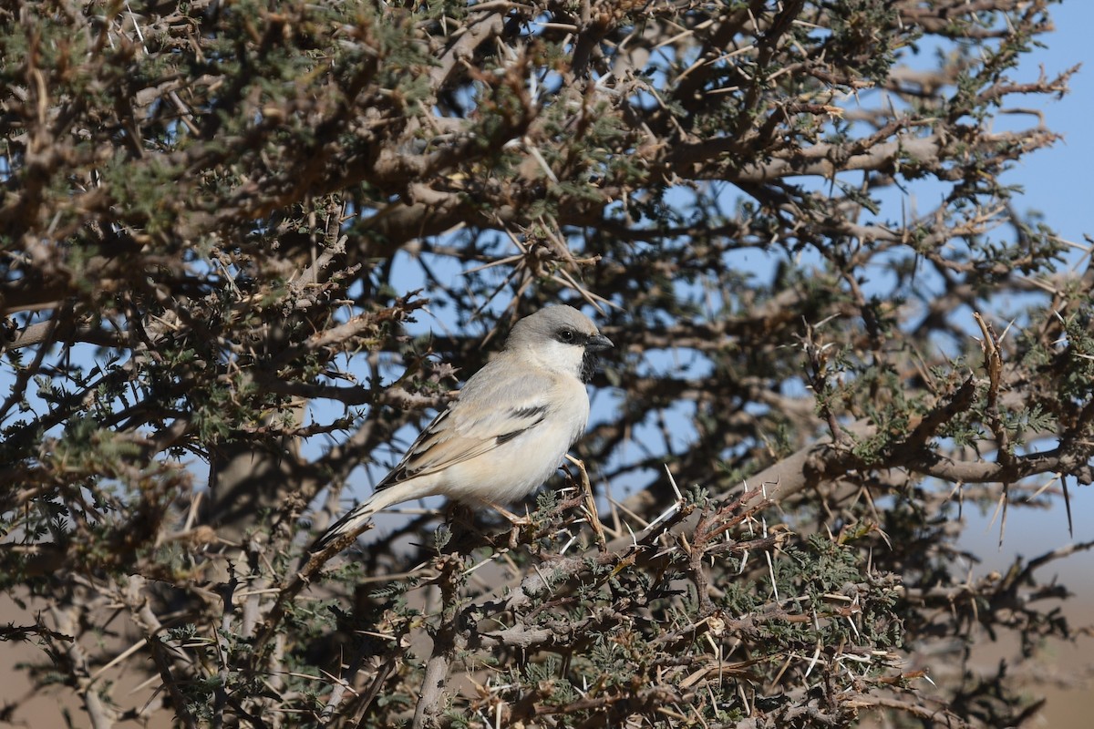 Desert Sparrow - ML628096593