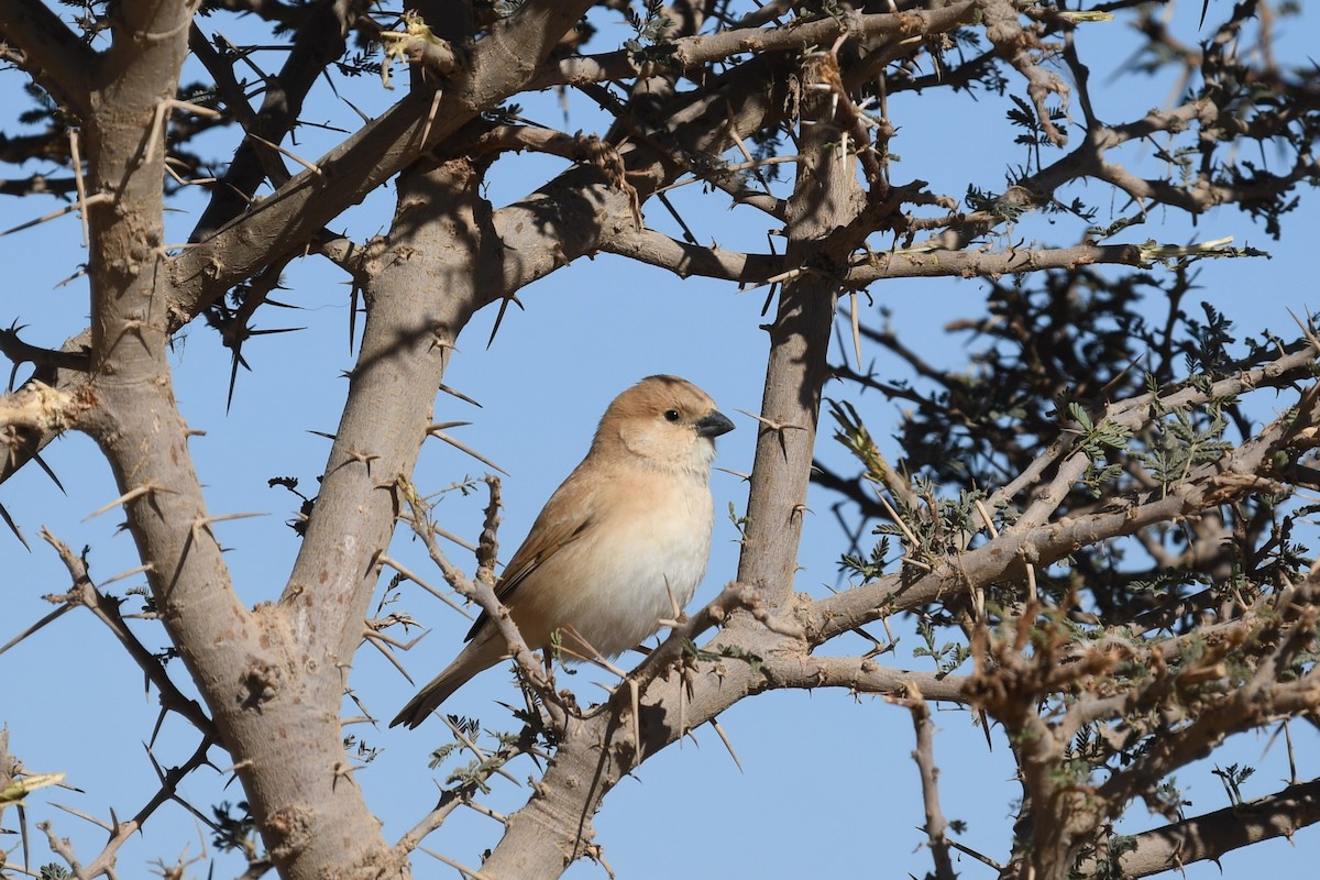 Desert Sparrow - ML628096595