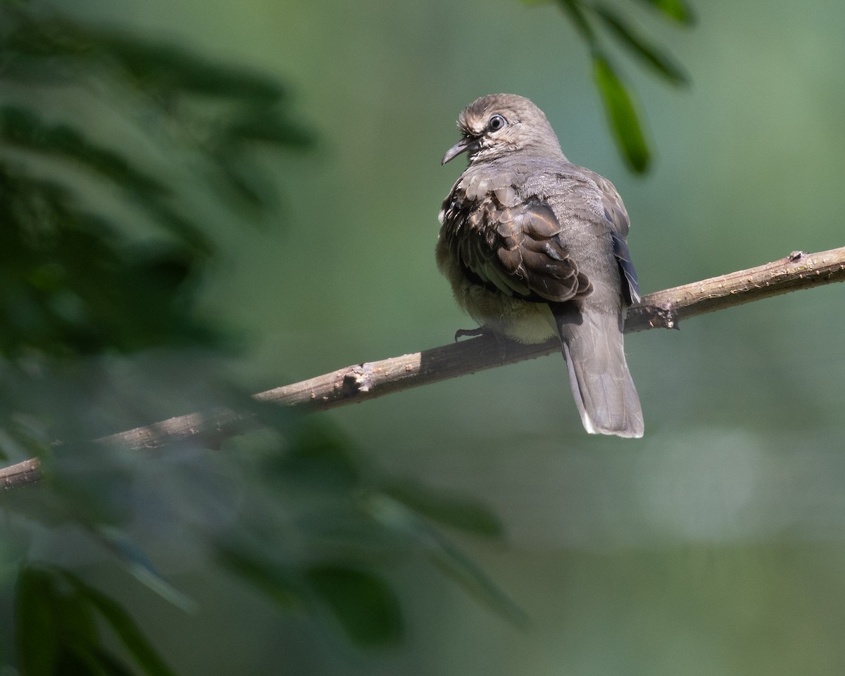 Picui Ground Dove - ML628096622