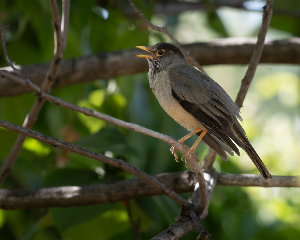 Austral Thrush - ML628096640