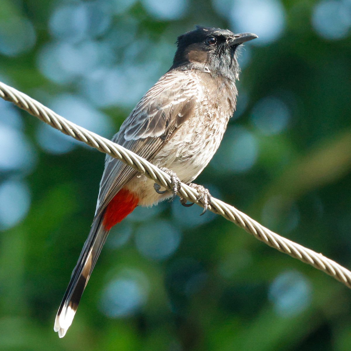 Red-vented Bulbul - ML628096644