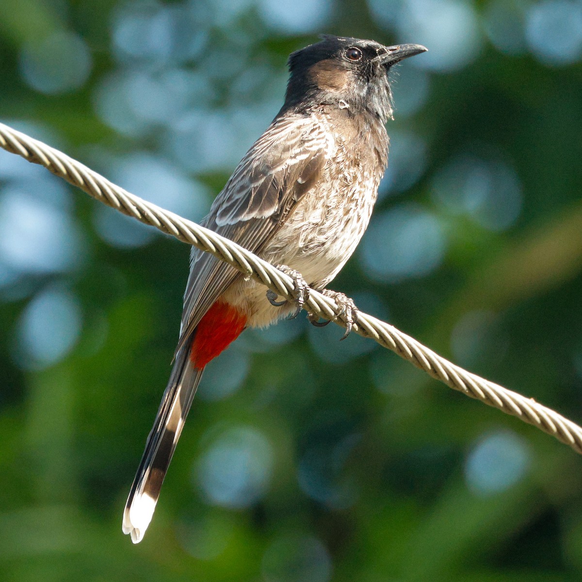 Red-vented Bulbul - ML628096645