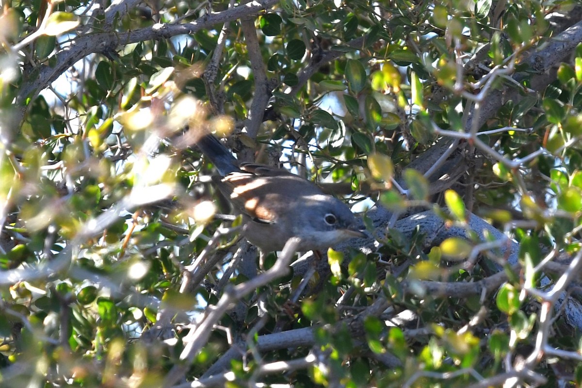 Spectacled Warbler - ML628096646