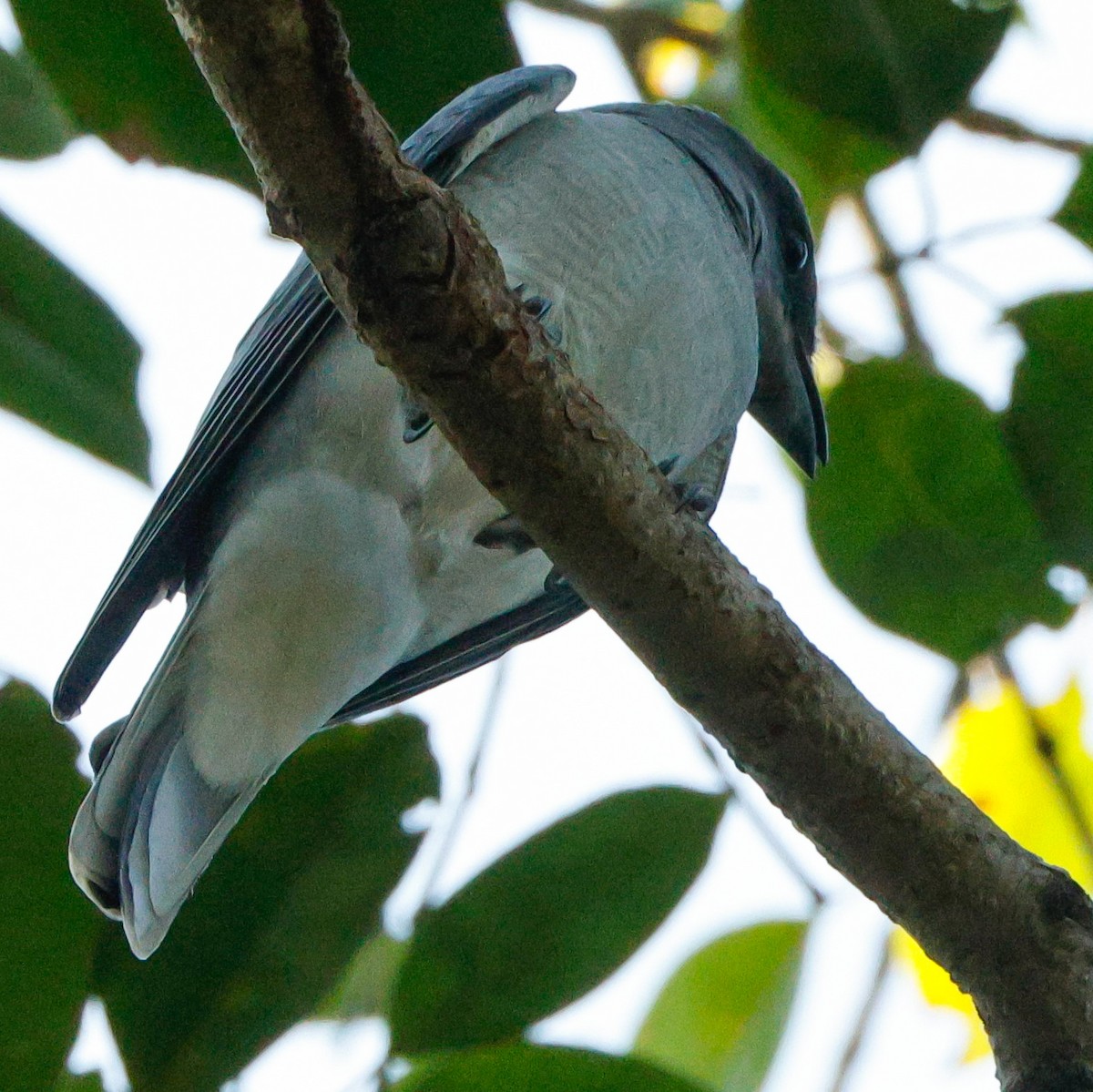 Black-winged Cuckooshrike - ML628096661