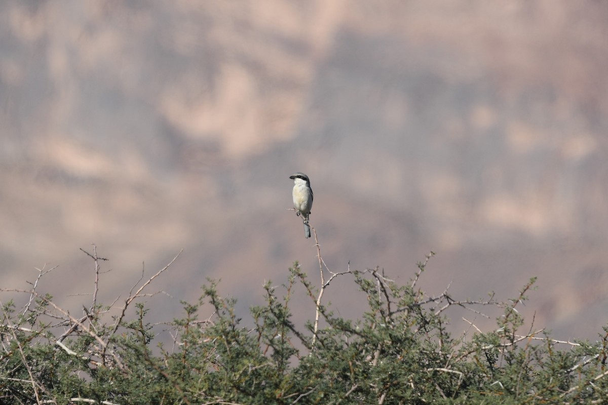 Great Gray Shrike - ML628096666