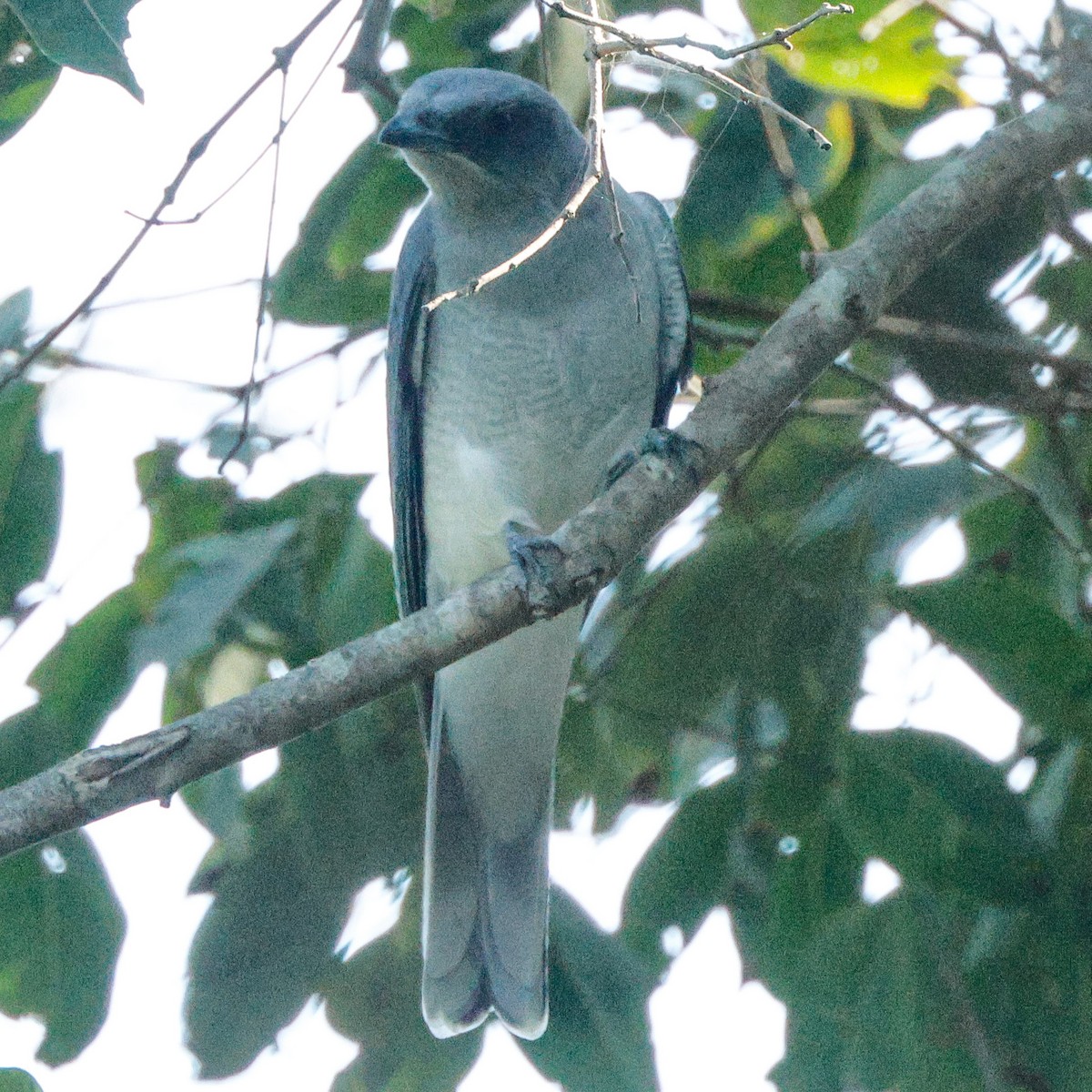 Black-winged Cuckooshrike - ML628096674