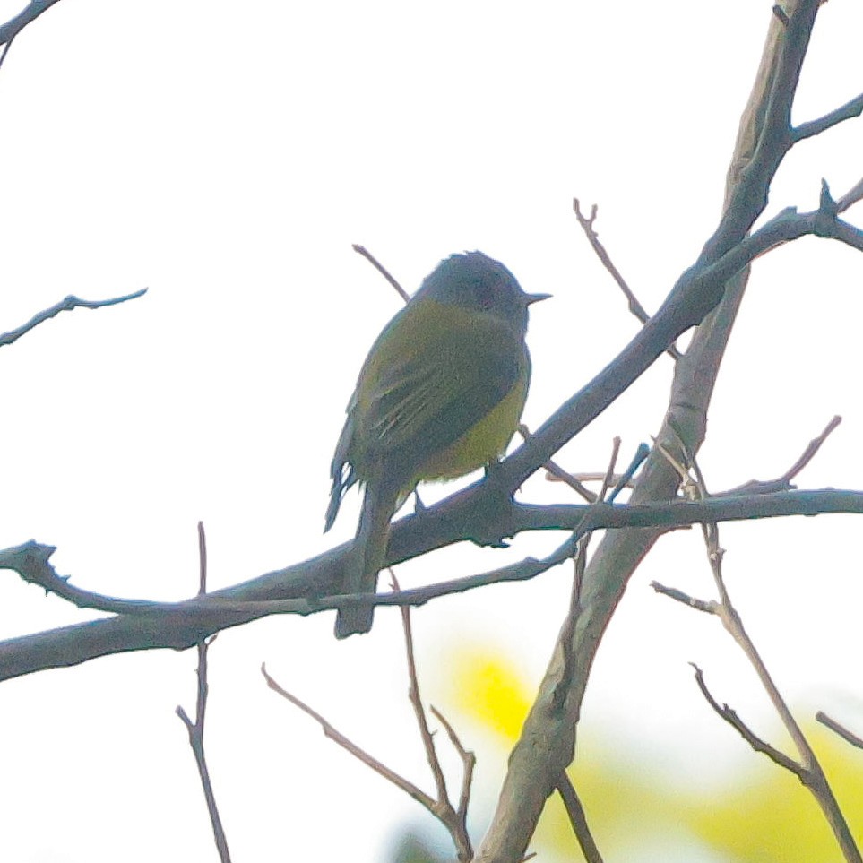 Gray-headed Canary-Flycatcher - ML628096693