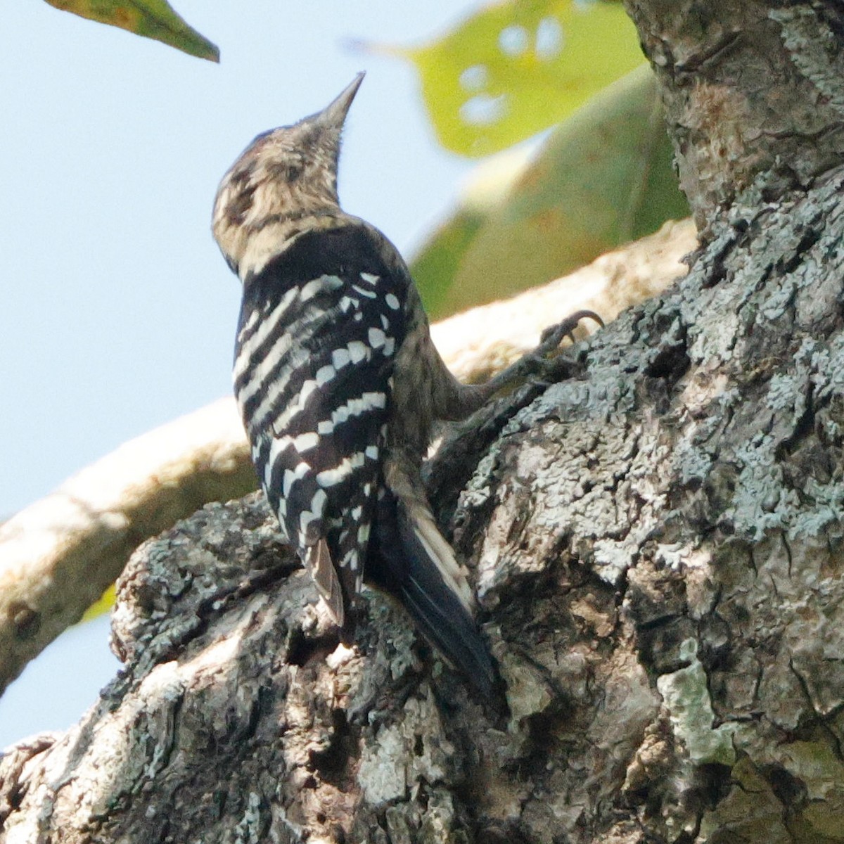 Fulvous-breasted Woodpecker - ML628096707