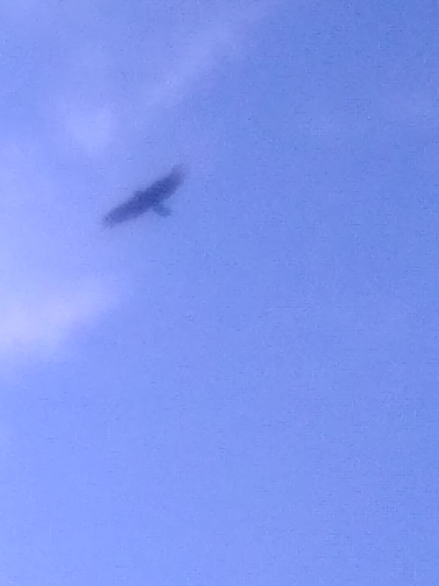 Turkey Vulture - ML628096776