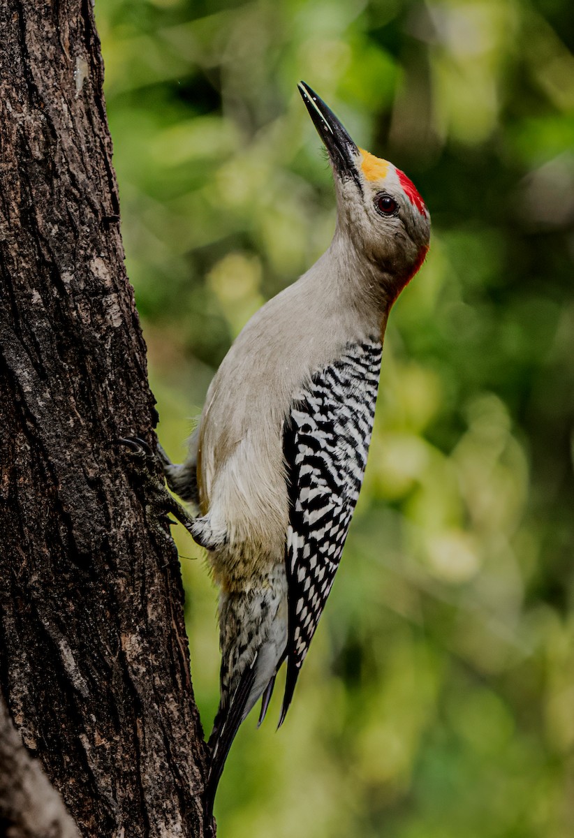 Golden-fronted Woodpecker - ML628096828