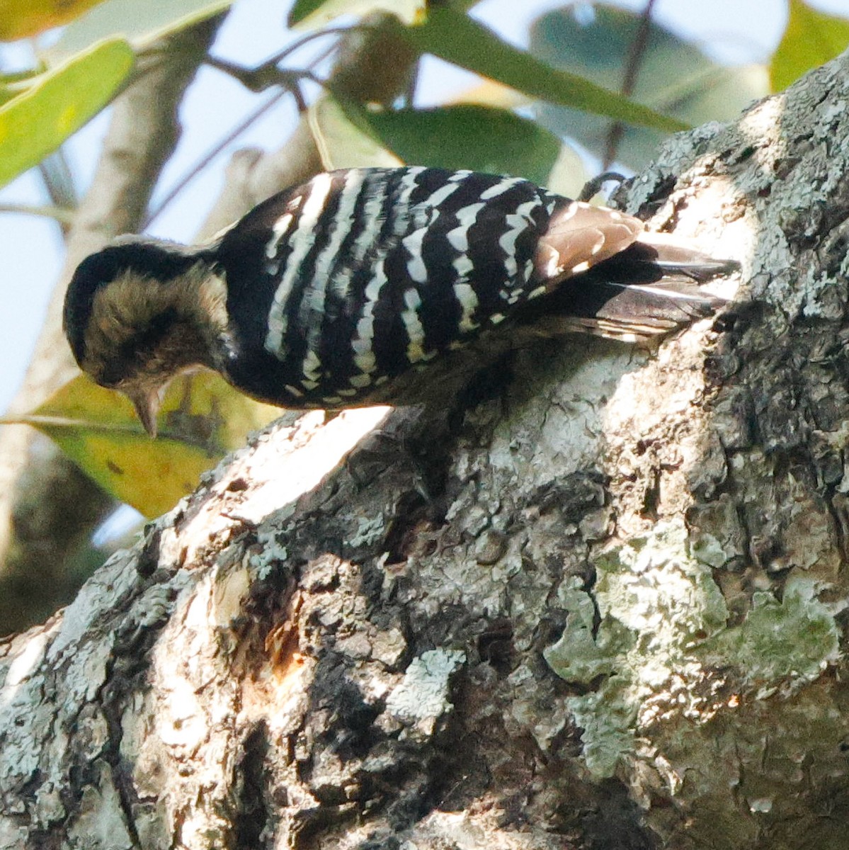 Fulvous-breasted Woodpecker - ML628096829