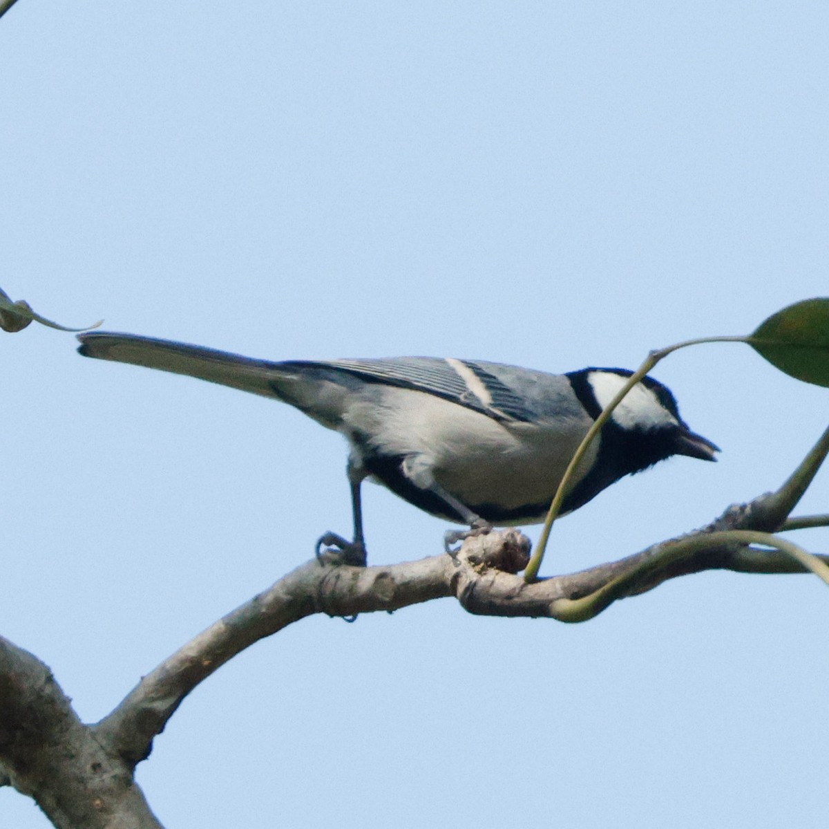 Asian Tit - ML628096846