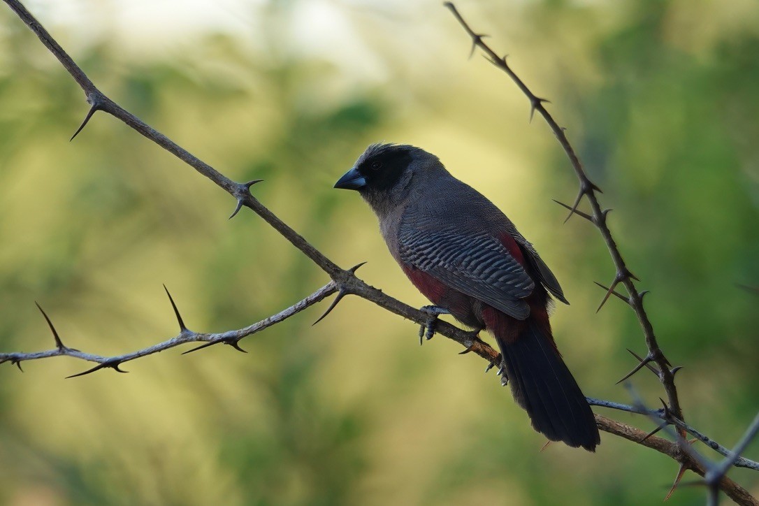 Black-faced Waxbill - ML628096852