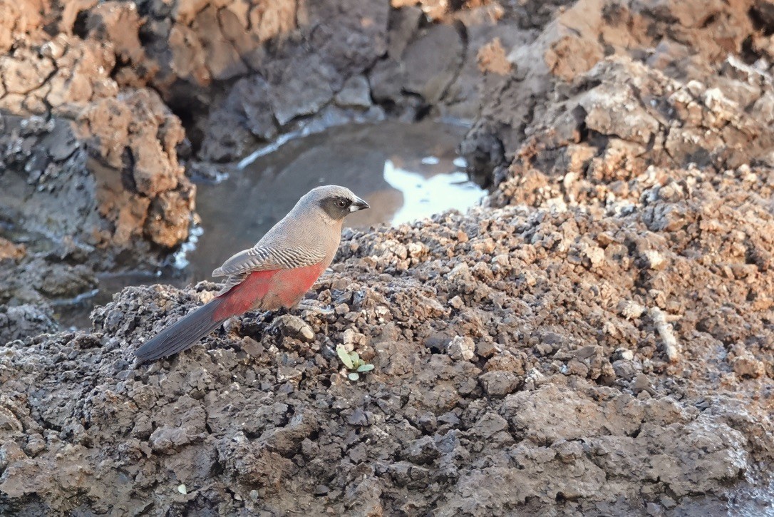 Black-faced Waxbill - ML628096853