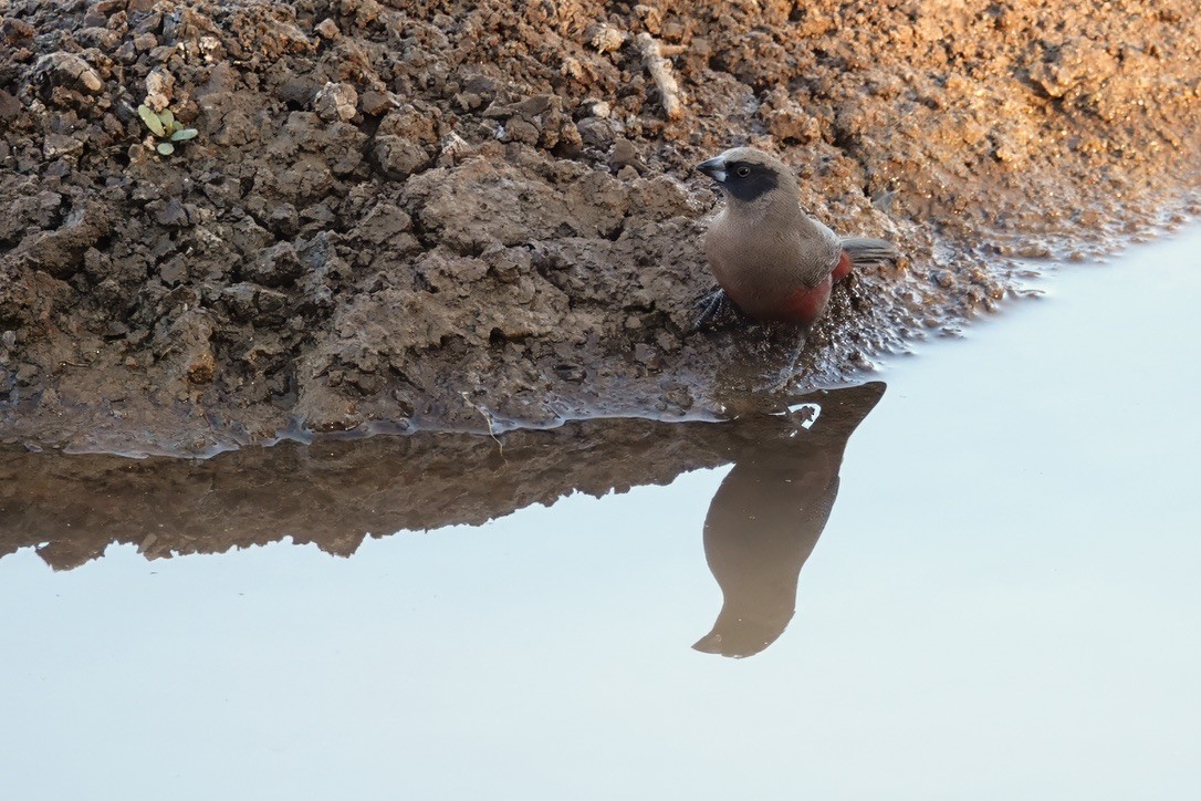 Black-faced Waxbill - ML628096854