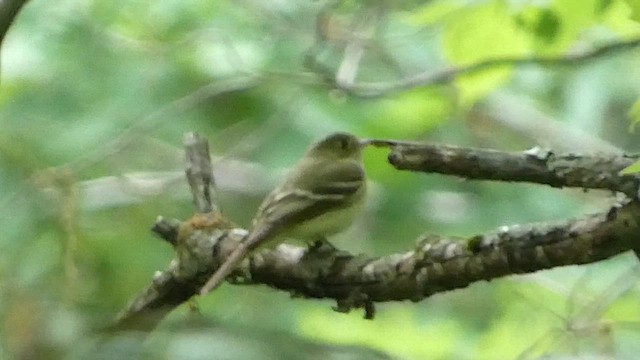 Acadian Flycatcher - ML628096877