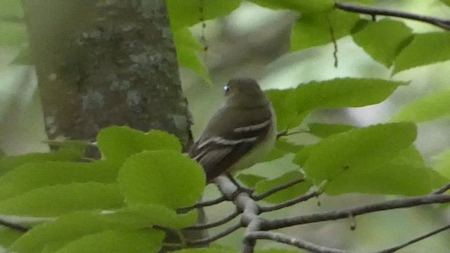 Acadian Flycatcher - ML628096878