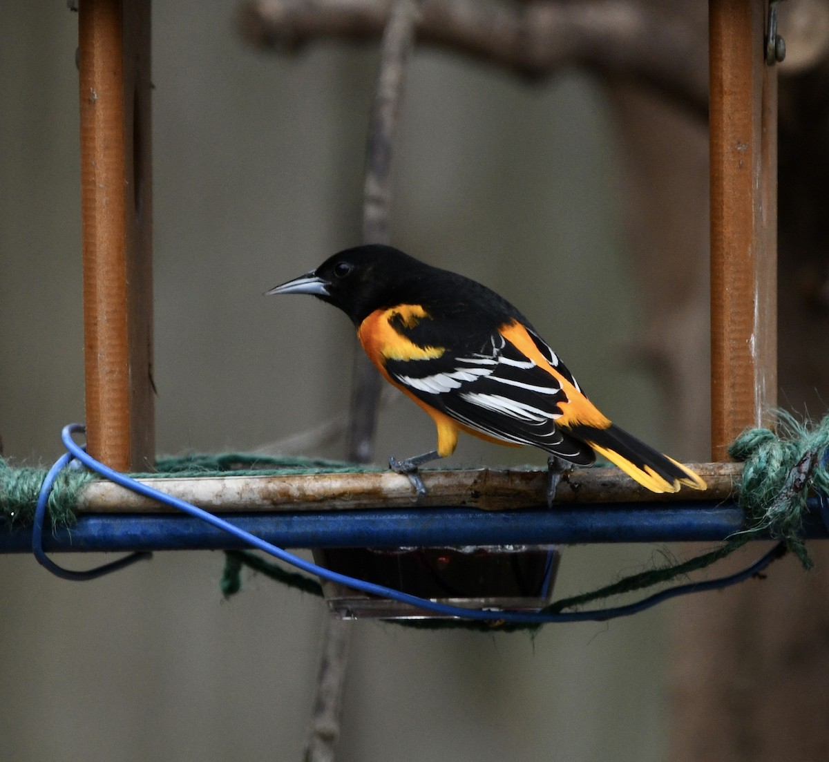 Baltimore Oriole - ML628096886