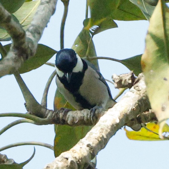 Asian Tit - ML628096887