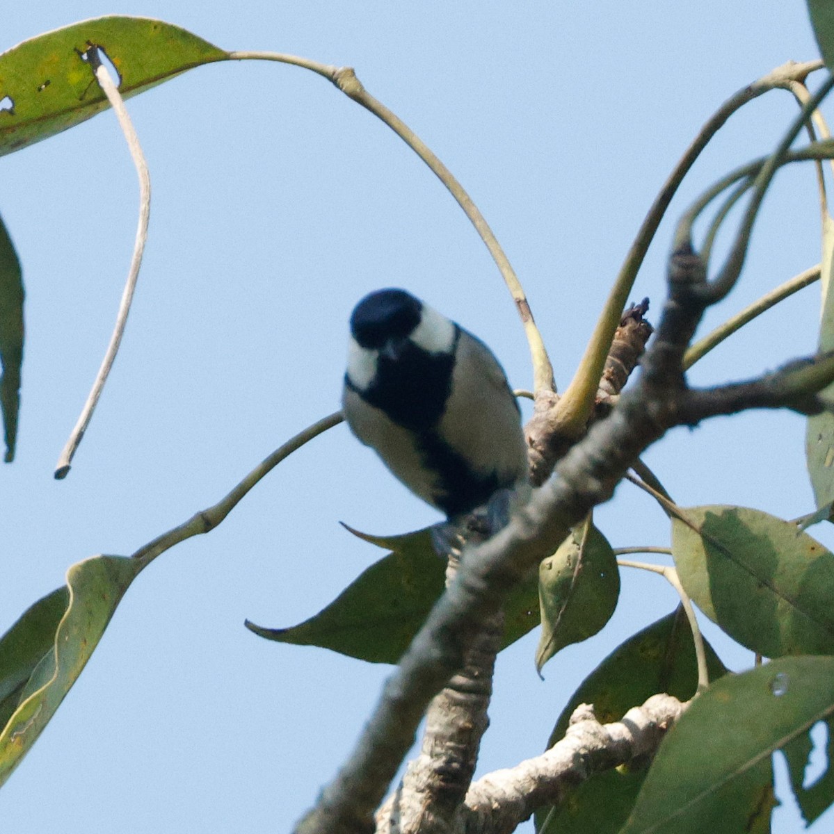 Asian Tit - ML628096888