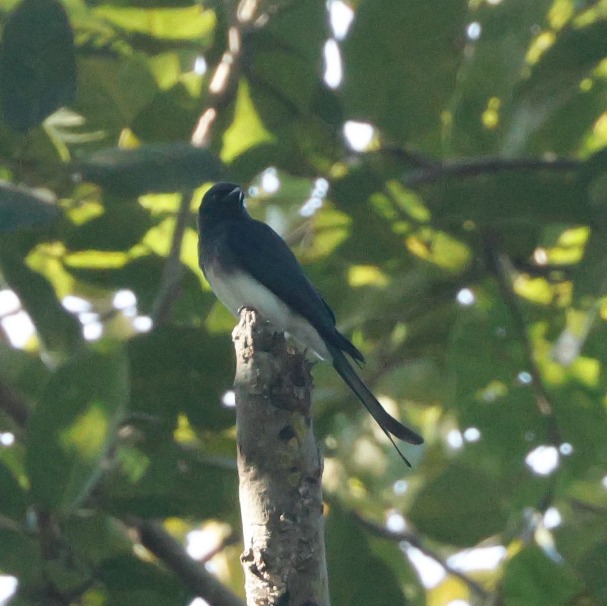 White-bellied Drongo - ML628096919