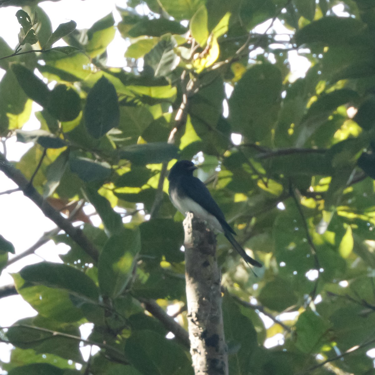 White-bellied Drongo - ML628096920