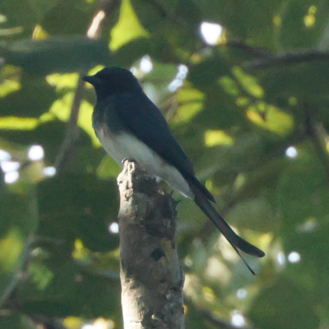 White-bellied Drongo - ML628096921