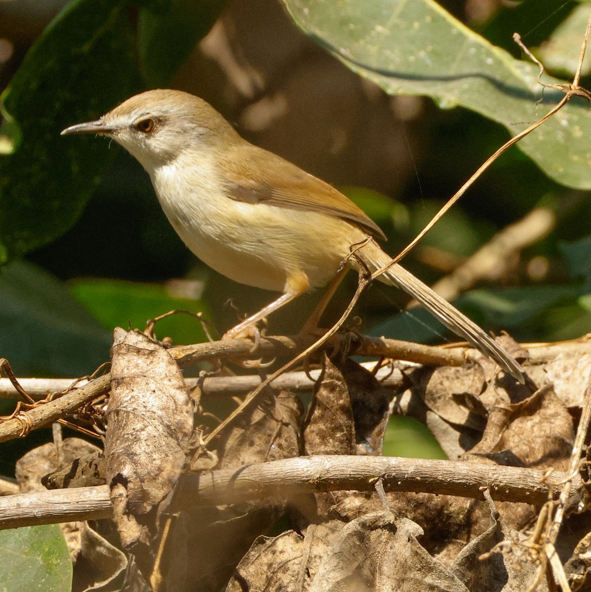 Gray-breasted Prinia - ML628096928