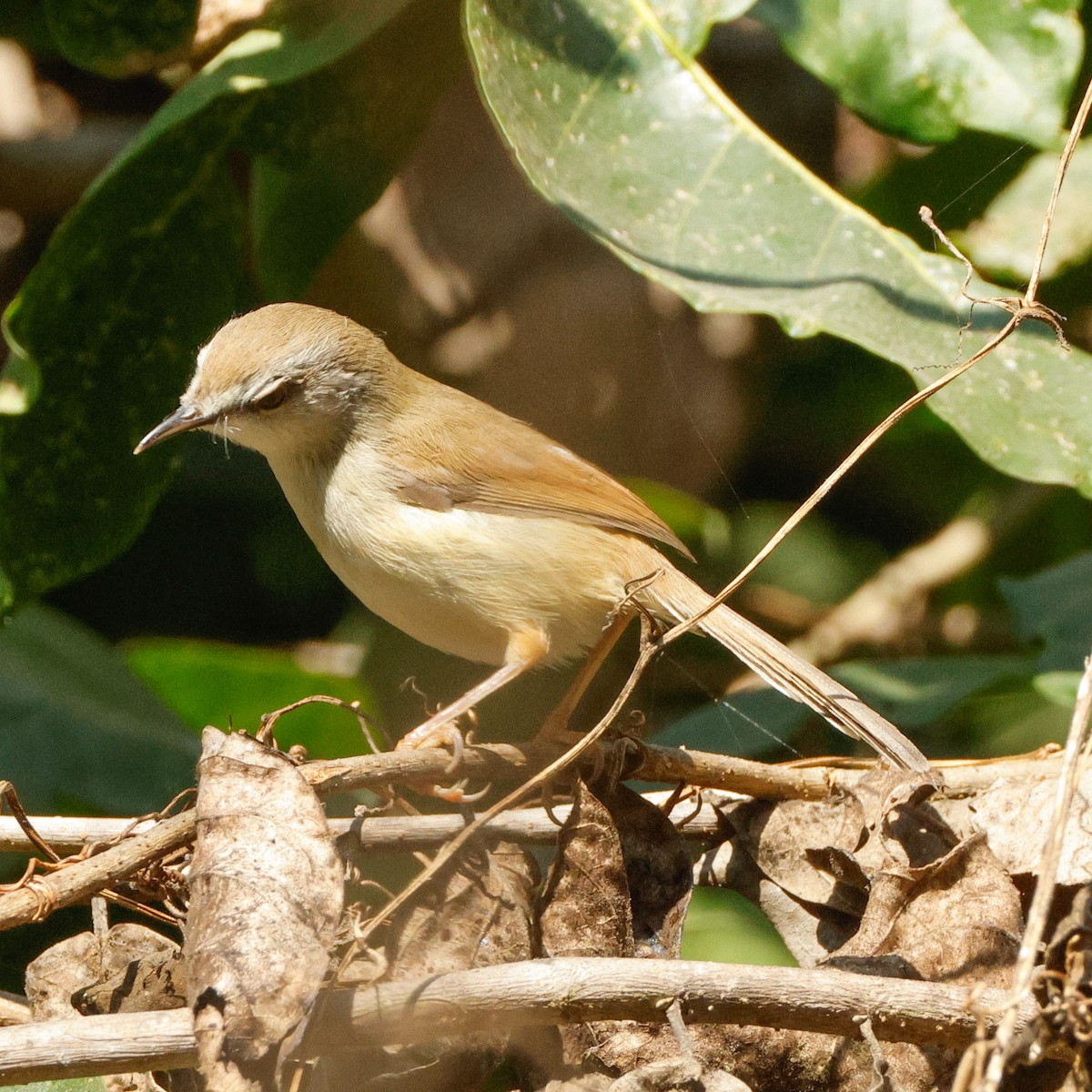 Gray-breasted Prinia - ML628096950