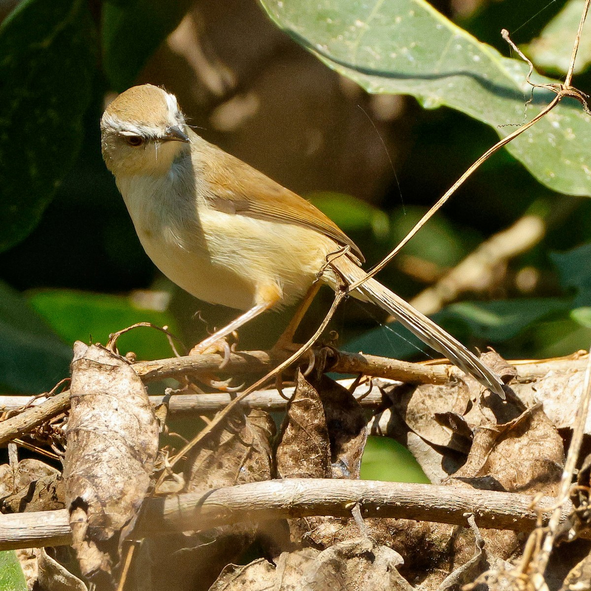 Gray-breasted Prinia - ML628096952