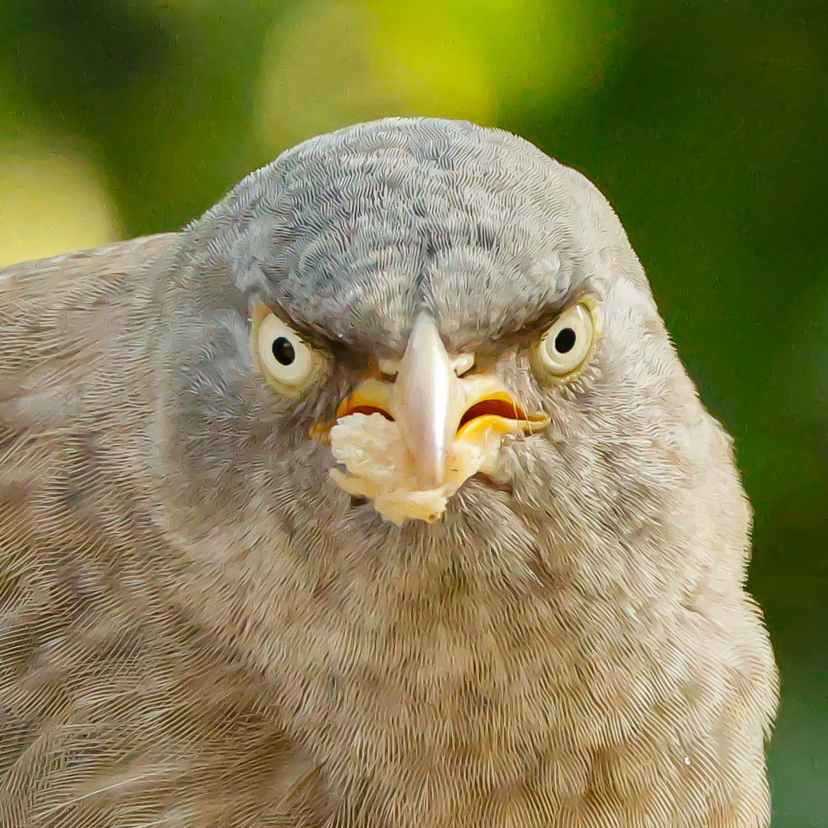 Jungle Babbler - ML628096973