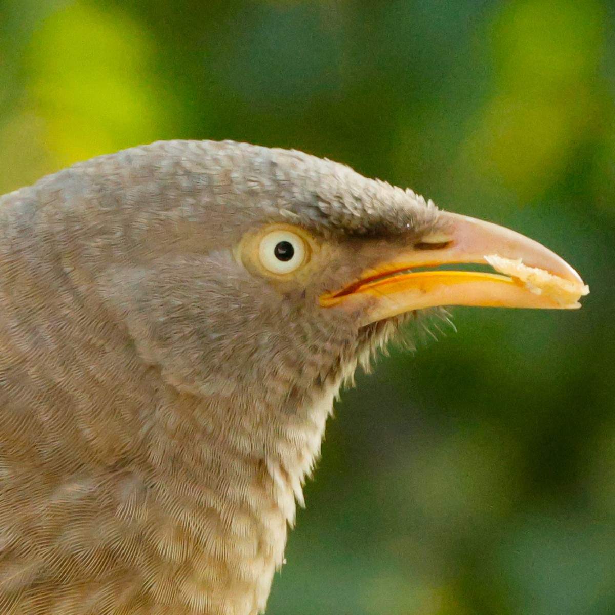 Jungle Babbler - ML628096974