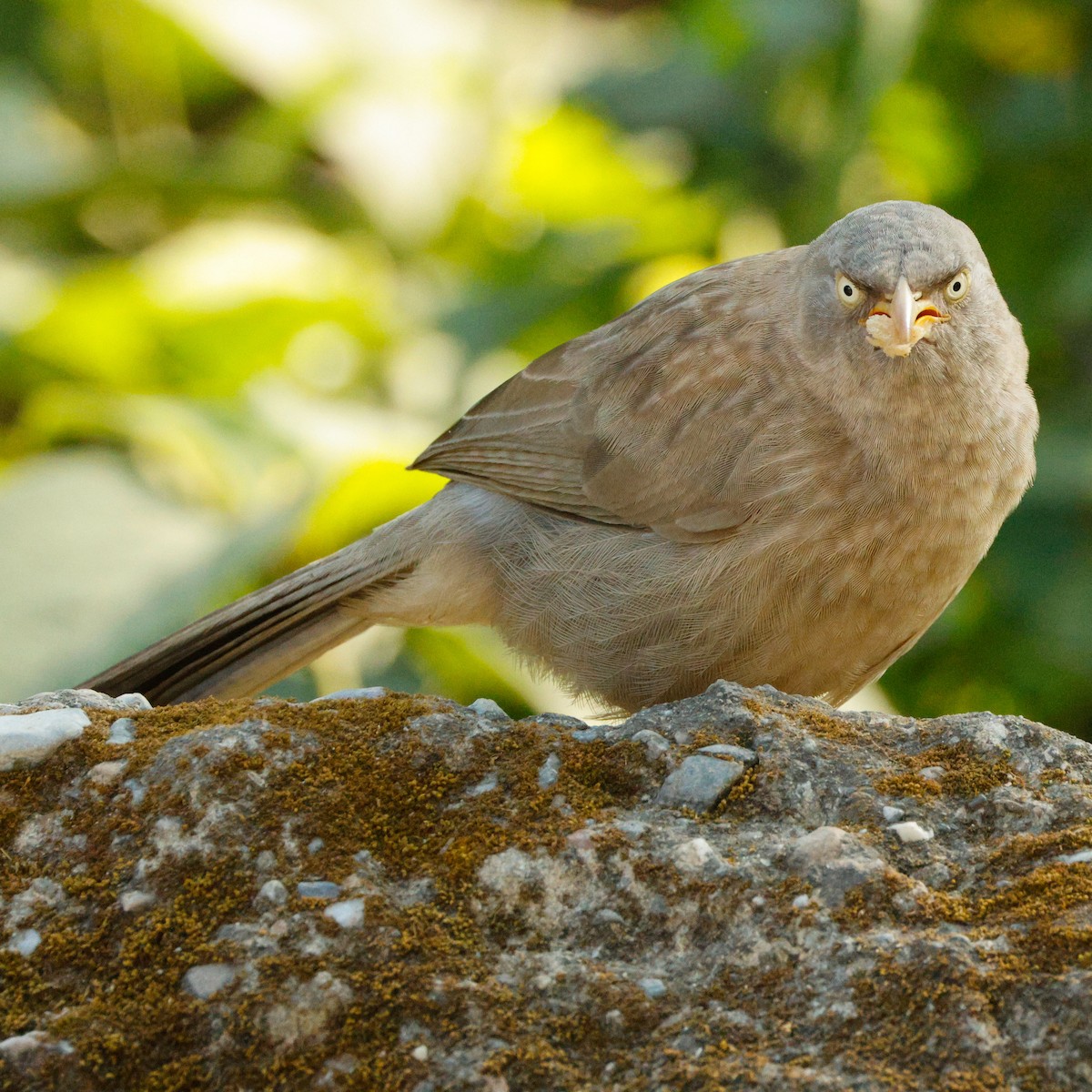 Jungle Babbler - ML628096975