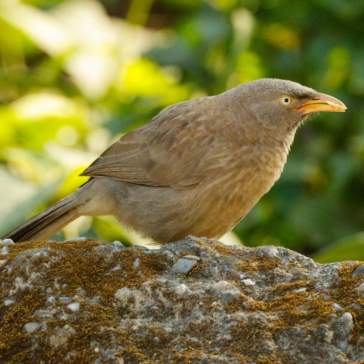 Jungle Babbler - ML628096981