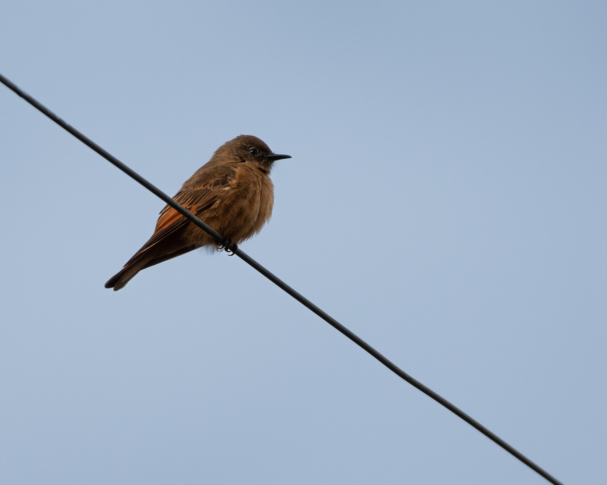 Cliff Flycatcher - ML628097022