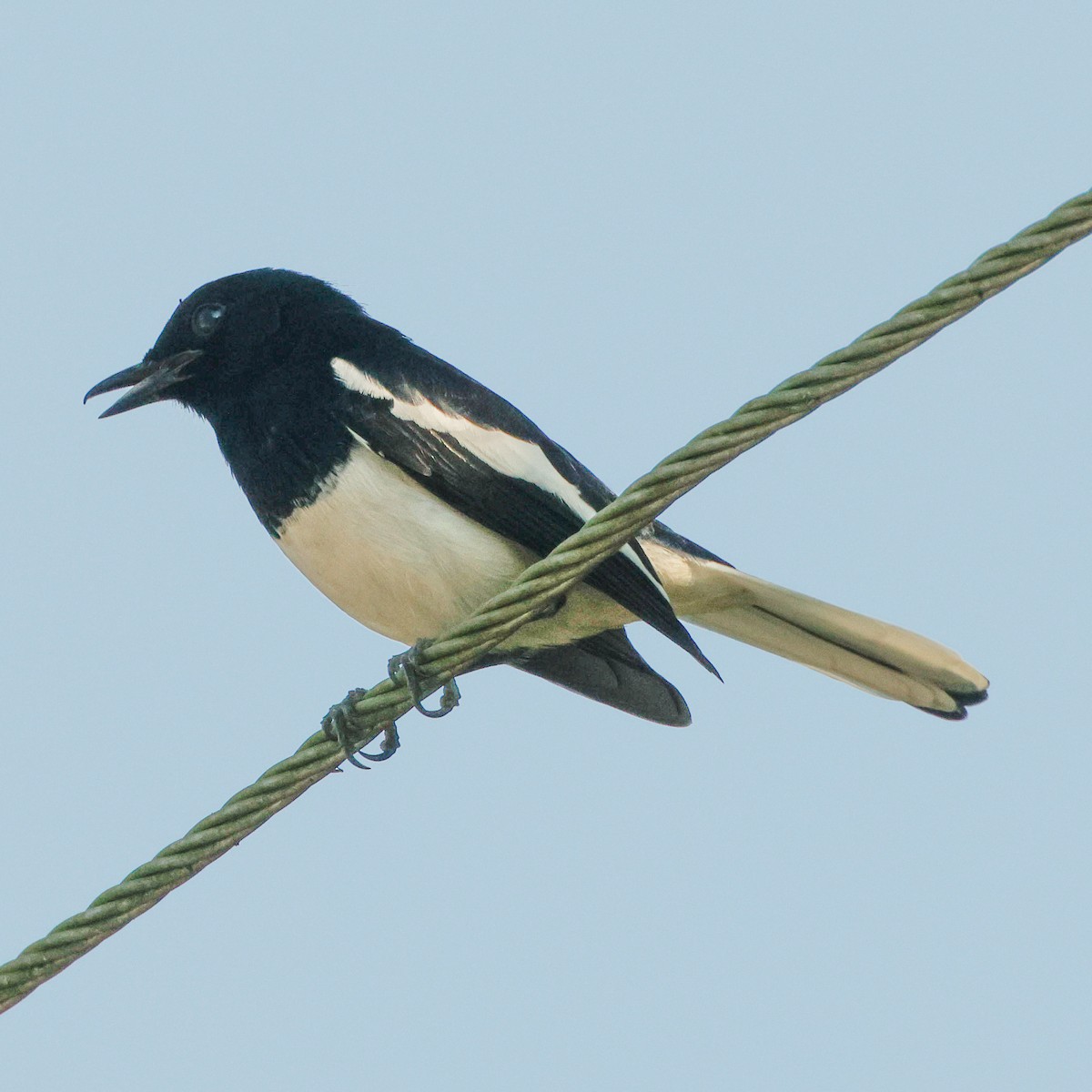 Oriental Magpie-Robin - ML628097083